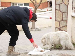 Vicdansızlar Bunu Da Yaptı: Sokak Hayvanlarının Mama Kaplarını Çaldılar