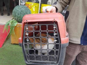 Köpeklerden Kaçarken Çıktığı Ağaçta Mahsur Kalan Kedi Kurtarıldı