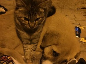 Kedi İle Köpeğin Şaşırtan Dostluğu