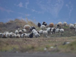 Nesli Tehlike Altında Olan Kum Zambakları Tahrip Edildi