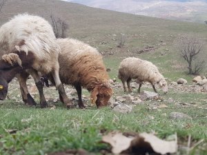 Derecik’te Koyunlar Meralara Çıkmaya Başladı