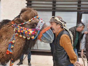 Menemen’de Folklorik Deve Gösterisi Heyecanı