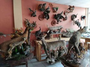 Ölü Hayvanların İçini Doldurup İşyerinde Sergiliyor