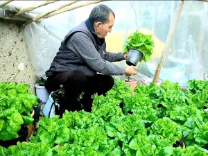 Bu Da ’Bitmeyen Marul’ Projesi