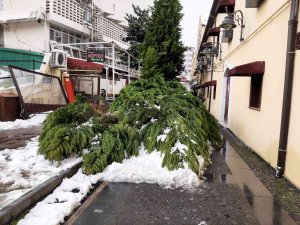 Samsun’da Kar Nedeniyle Ağaç Yıkıldı