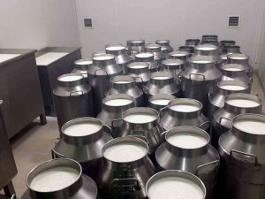 Çiğ Süt Tavsiye Fiyatı Litre Başına 5,70 Lira Oldu