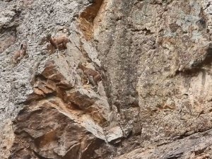 Artvin’de Yer Çekimine Meydan Okuyan Dağ Keçileri Görüntülendi