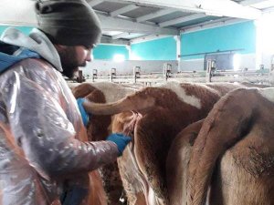 Altıntaş’ta ’Hastalıktan Ari’ İşletmelerde Tüberküloz Testi