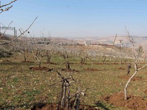 Yağışlar Çiftçinin Yüzünü Güldürdü, Rekoltede Artış Bekleniyor