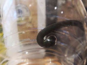 Almanya’ya İhracat, Tıbbı Sülük Fiyatlarını Arttırdı