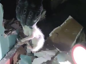 Yalova’da Asma Tavanda Sıkışan Yavru Kedileri İtfaiye Kurtardı