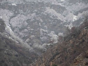 Ağaçlar Baharda Yeşil Yerine Beyaza Büründü