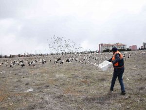 Fırtınada Zorunlu İniş Yapan Leyleklere Konya Büyükşehir’den Balık İkramı
