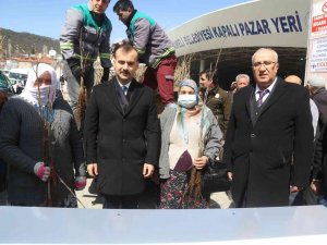 Vatandaşlara 9 Bin Adet Aşılı Ceviz Fidanı Dağıtıldı