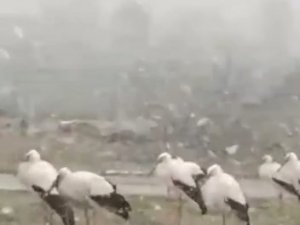 Bursa’da Soğuktan Donmak Üzere Olan Leylekler Kamerada