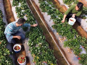 Kilosu 25-30 Tl’ye Satılan Örtü Altı Çilek, Üreticisini Sevindiriyor