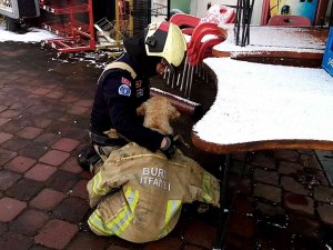 Göle Düşen Köpeği Montuyla Sararak Isıttı