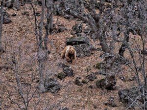 Tunceli’de Yaban Keçileri Ve Yiyecek Arayan Ayı Görüntülendi