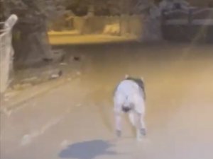 Elazığ’da Aç Kalan Kurt İlçe Merkezine İndi