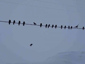 Bitlis’te Bu Kış 9 Metrelik Kar Yağdı