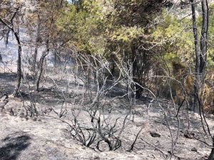 Fethiye’deki Yangın Kısmen Kontrol Altına Alındı
