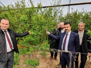 Mersin’de Örtü Altında Yetiştirilen Erik, Üreticinin Yüzünü Güldürüyor