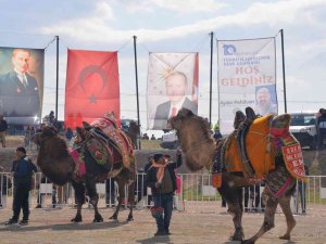 Menemen Folklorik Deve Gösterisinde Renkli Sahneler