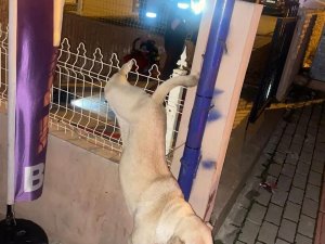 Demir Parmaklıklara Takılan Köpeği İtfaiye Ekipleri Kurtardı
