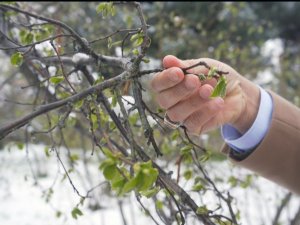 Fi̇skobi̇rli̇k Başkanı Bayraktar Fındıkta Zirai Don Riskine Dikkat Çekti