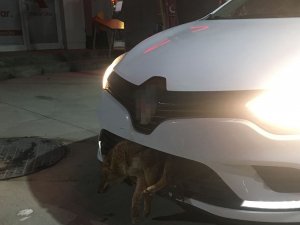 Otomobilin Tamponuna Çakal Saplandı