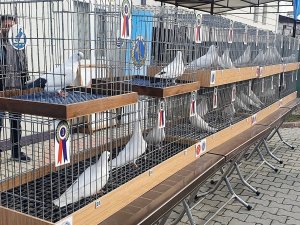 Denizli’nin En Güzel Güvercinleri Yarışmayla Belirlendi