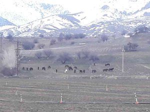 Yem Bulmakta Zorlanan Yılkı Atları Ovaya İndi