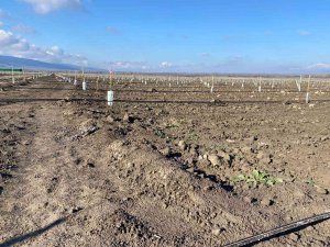 Tarım Arazilerine Yabancı Yatırımcı İlgisi