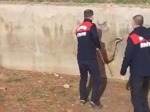 Havuza Düşen Sansar Kurtarıldı