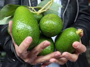 Atb Başkanı Çandır: “Avokadonun Yüzde 78’ini Antalya Üretiyor”