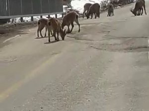 Koruma Altındaki Dağ Keçileri Trafiğe İndi