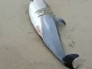 Ölü Yunuslar Sahile Vurdu, Vatandaş Tepki Gösterdi