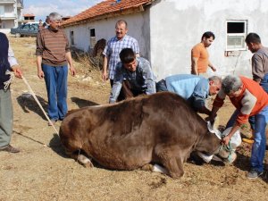 Uşak’ta Gebe Veya Damızlık Hayvan Kesimi Yasaklandı