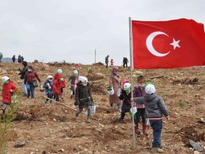 Yanan Ormana 200 Milyon Kızılçam Tohumu Atıldı, 200 Bin Fidan Dikildi