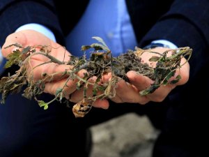 Çukurova’da Çiftçiyi Don Vurdu