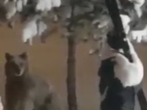 Sarıkamış’ta Boz Ayının İnsan Maketiyle Sınavı