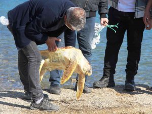 Ölü Caretta Caretayı Görenler Şoke Oldu