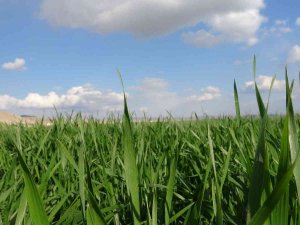 Yağışlar Çiftçiye Umut Oldu, Şimdi Gözler Nisan Yağmurlarında