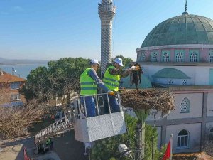 Leylek Yuvalarında Bahar Temizliği