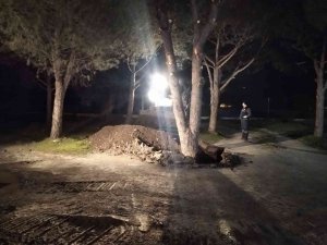Manisa Büyükşehir’den Akhisar’da Ağaç Duyarlılığı