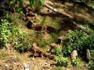 Yavru Yaban Domuzlarını Doğal Ortamlarında Fotokapan Görüntüledi