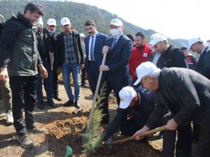Bozyazı’da Fidan Dikim Etkinliği