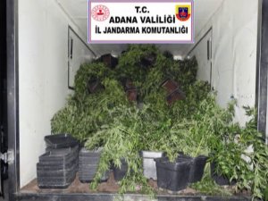 İ̇klimlendirme Sistemi İle Skunk Bitkisi Yetiştiren Şüpheli Yakalandı