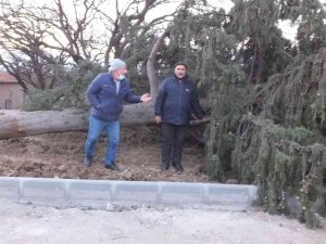 Balıkesir’de Asırlık Servi Ağacı Rüzgara Dayanamadı