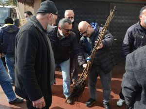 Çiftçilere Aşılı Ceviz Fidanı Dağıtıldı